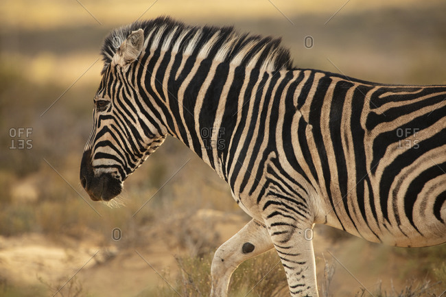 Zebra in nature reserve, Touws River, Western Cape, South Africa