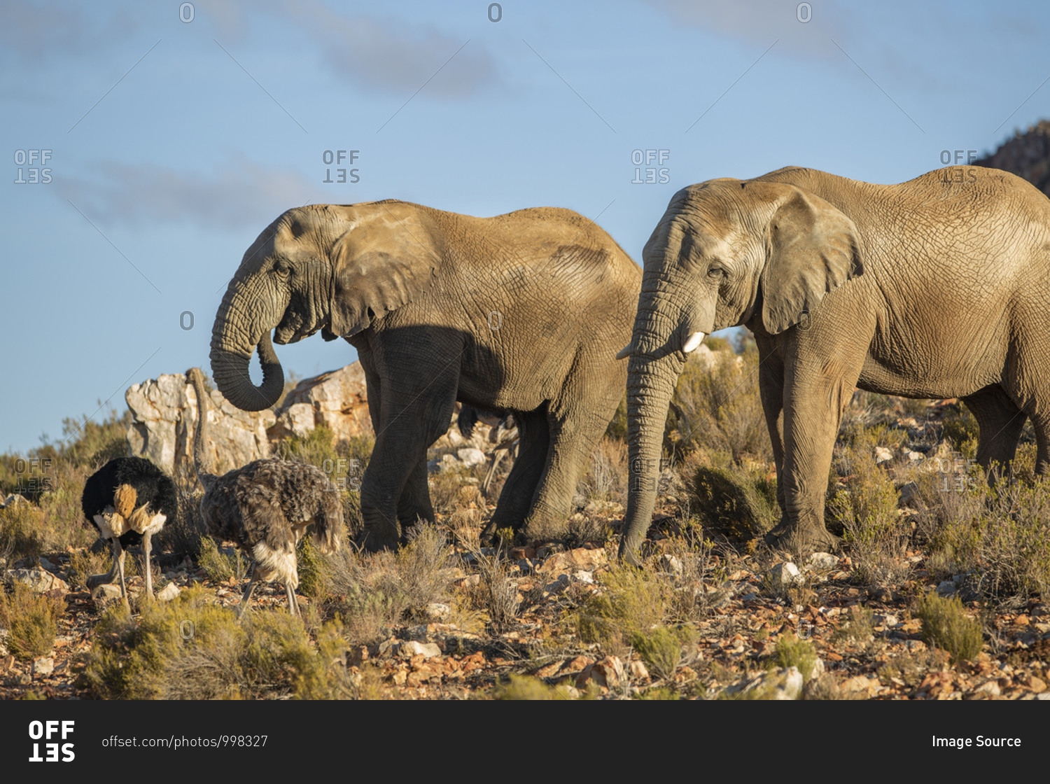 Elephants and ostriches in nature reserve, Touws River, Western Cape, South Africa