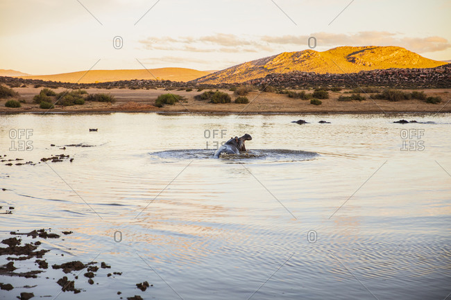 Hippopotamus with mouth wide open in river, Touws River, Western Cape, South Africa
