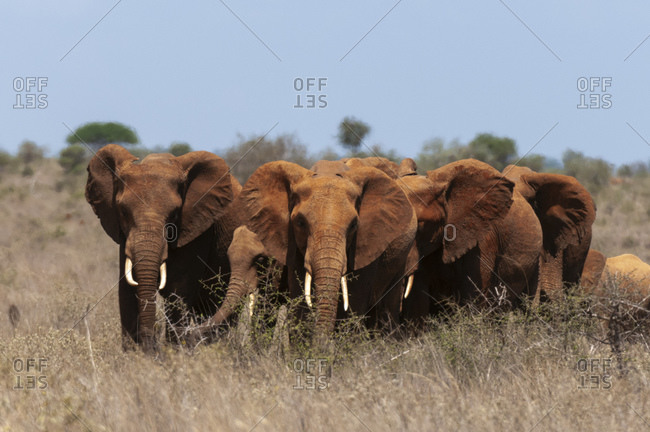 African elephants (Loxodonta africana) and calf, Lualenyi Game Reserve, Kenya