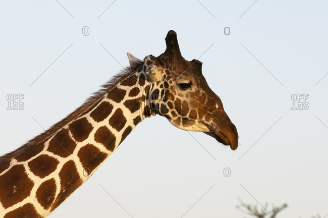 Masai Giraffe (Giraffa camelopardalis), Samburu, Kenya