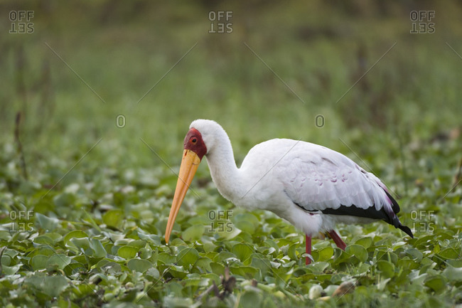 Yellow-billed stork (Mycteria ibis), Lake Naivasha, Kenya