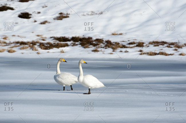 Two swans, Ostadvatnet frozen lake, Lofoten Islands, Norway