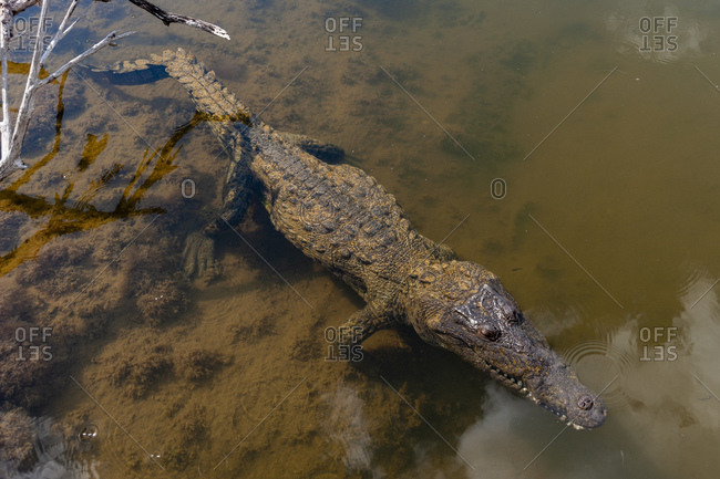 American crocodile, (Crocodylus acutus), Lagoon, Punta Sur Eco Park, Cozumel island, Mexico