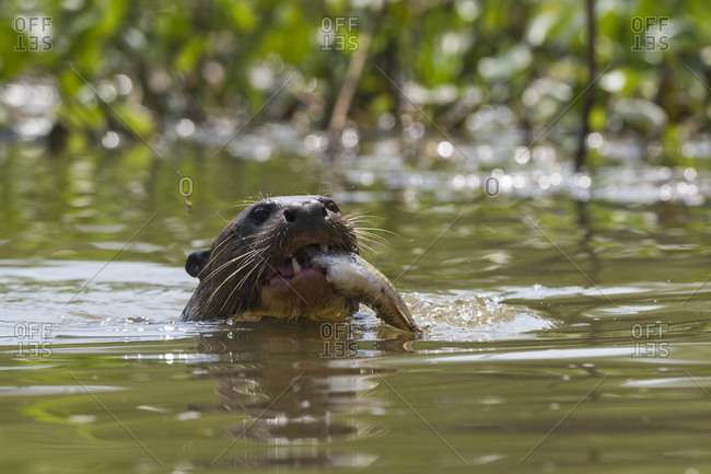 Giant otter (Pteronura brasiliensis) eating fish in river, Pantanal, Mato Grosso, Brazil