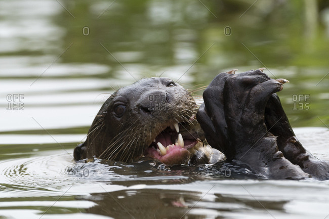 Giant otters (Pteronura brasiliensis) eating fish in river, Pantanal, Mato Grosso, Brazil