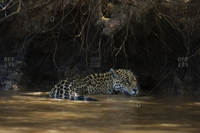 Jaguar (Panthera onca) wading in river, Pantanal, Mato Grosso, Brazil