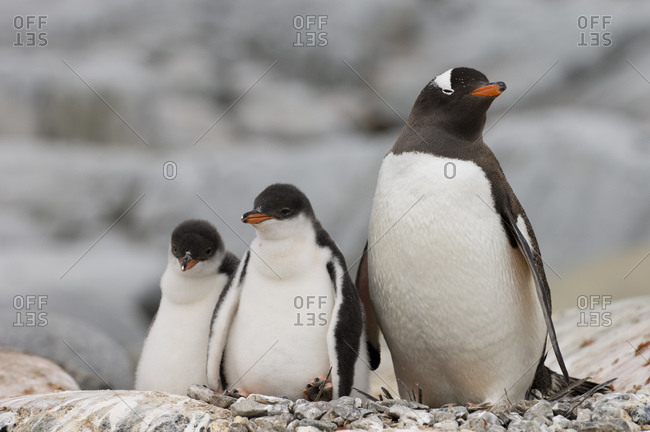 Family of gentoo penguins, Lemaire Channel, Petermann Island, Antarctic, Antarctic Peninsula