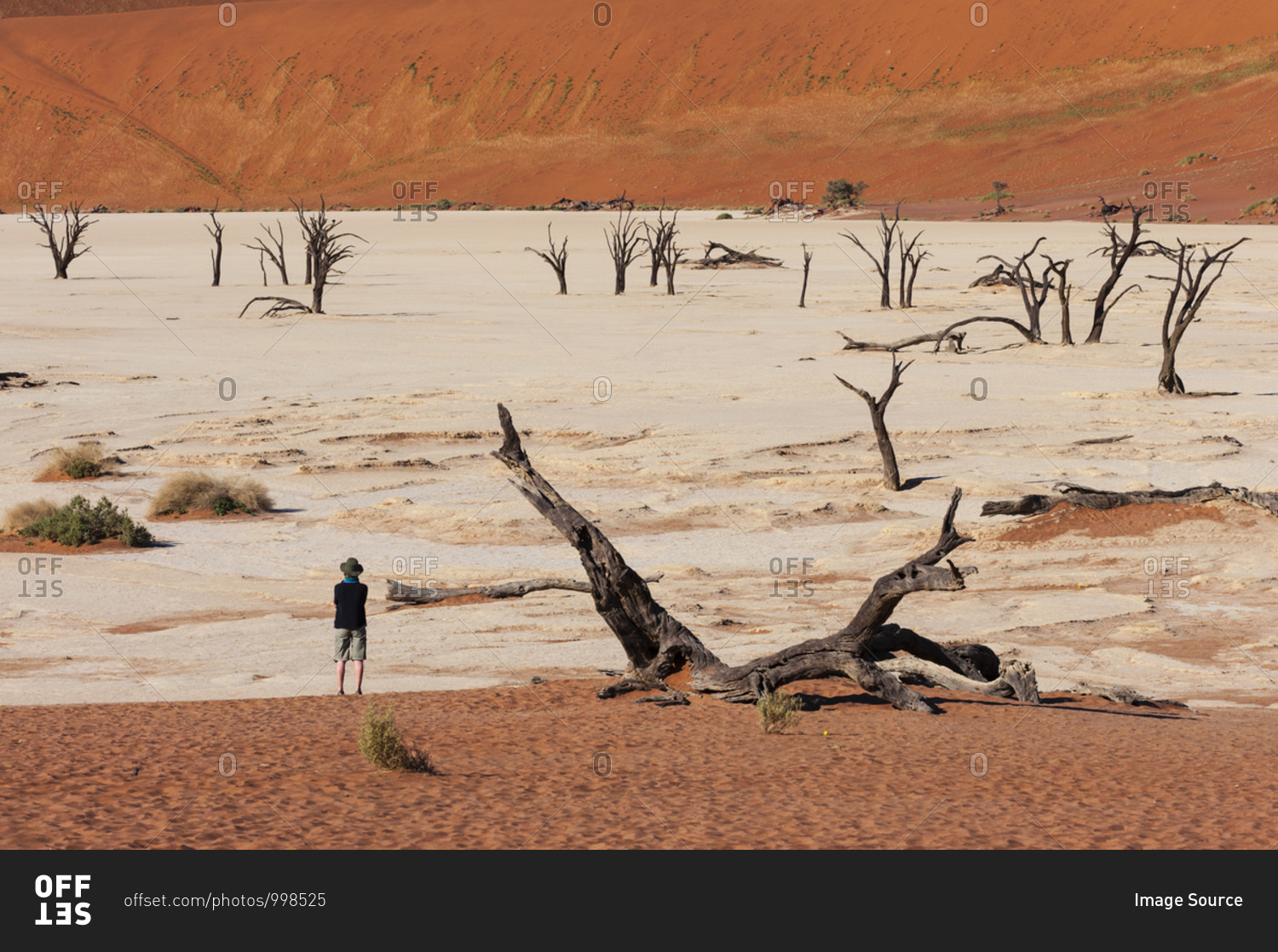 Traveler looking out at dead trees, Deadvlei, Sossusvlei, Namib Naukluft Park, Namib Desert, Namibia