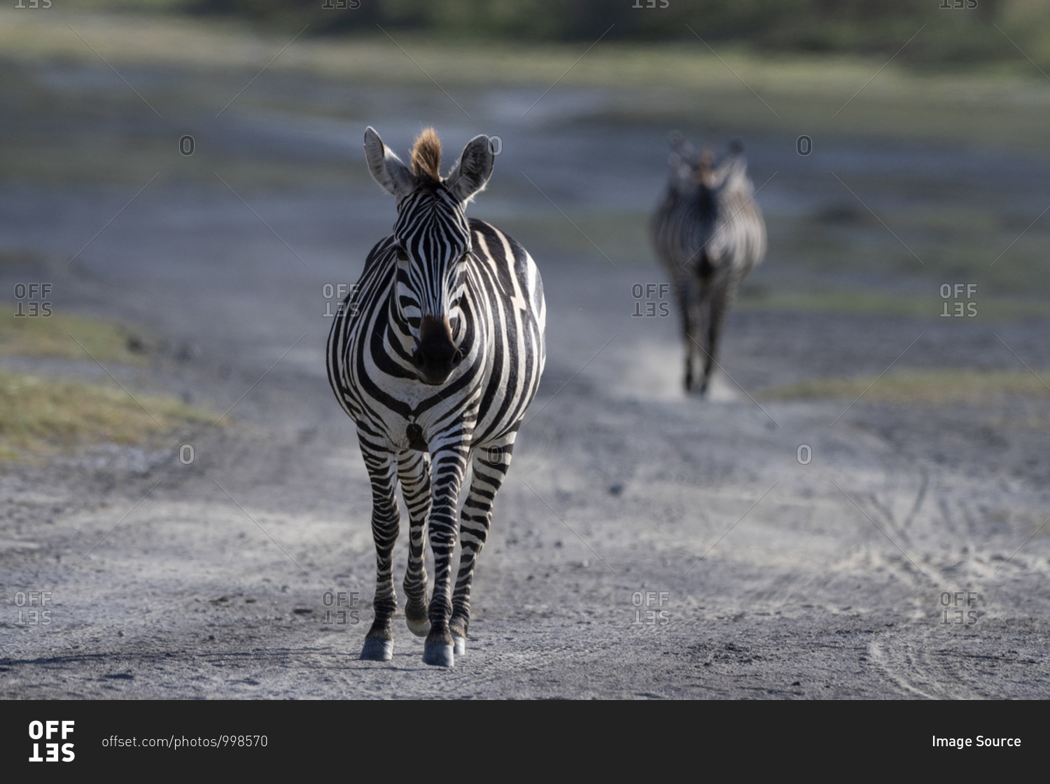 Two plains zebras (Equus quagga) walking on road, Ndutu, Ngorongoro Conservation Area, Serengeti, Tanzania