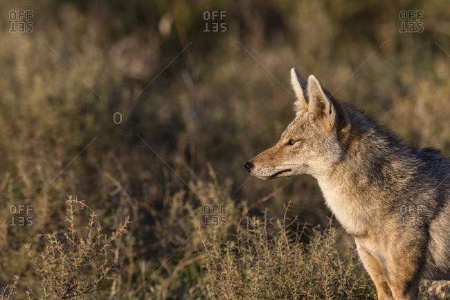 Alert golden jackal (Canis aureus), Ndutu, Ngorongoro Conservation Area, Serengeti, Tanzania