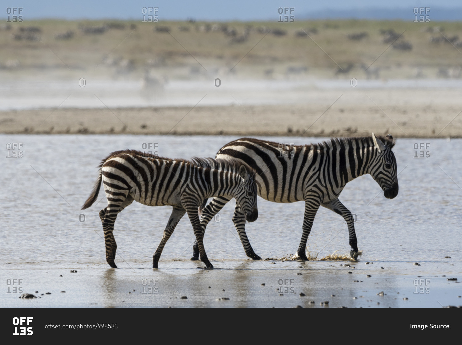 Plains zebras (Equus quagga), Ndutu, Ngorongoro Conservation
Area, Serengeti, Tanzania stock photo - OFFSET
