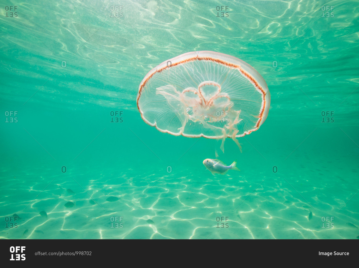 Moon jellyfish harboring baby fish for protection against predators