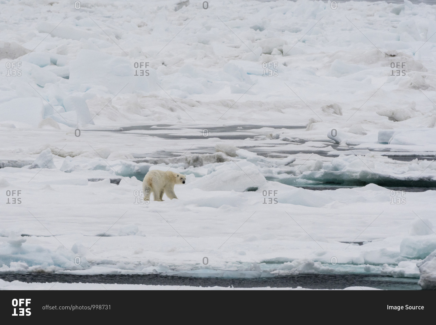 Polar bear (Ursus maritimus) on pack ice, Murchinson Bay, Murchisonfjorden, Nordaustlandet, Svalbard, Norway