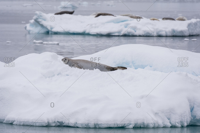 Crabeater seal (Lobodon carcinophaga) resting on ice, Gerlache Strait, Antarctica