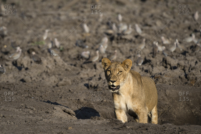 Lioness (Panthera leo), Savuti marsh, Chobe National Park, Botswana