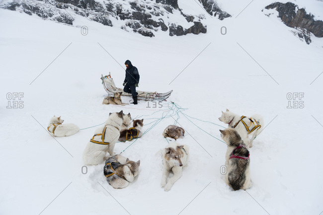 Sled dogs resting, Ilulissat, Greenland