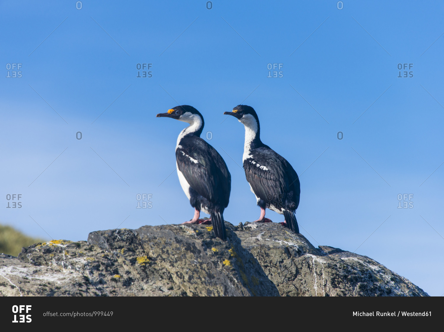 Two imperial shags (Leucocarbo atriceps) standing side by side