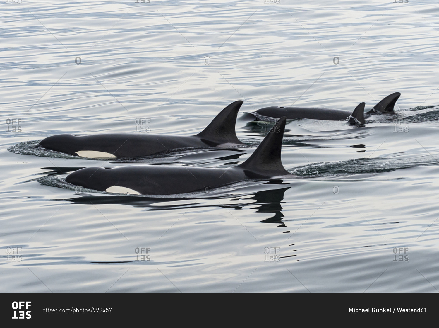 Orcas (Orcinus orca) swimming near surface