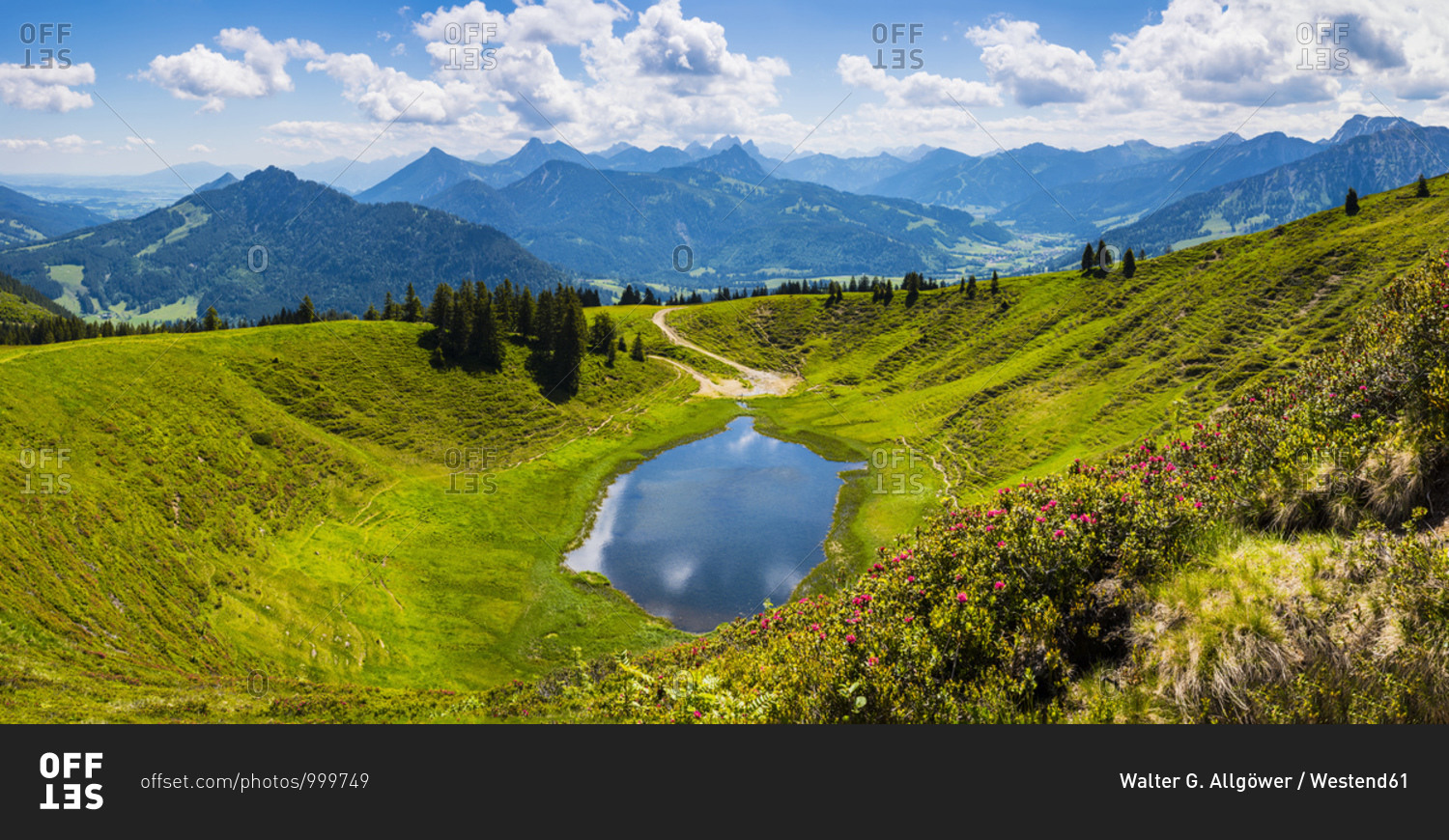 Germany- Bavaria- Oberallgau- Wertacher Hornle- Blooming Alpen rose (Rhododendron ferrugineum) and Hornle lake in Allgau Alps landscape
