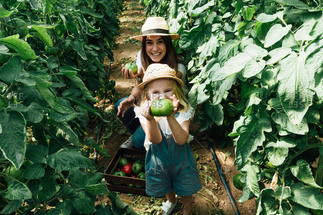 From above of cheerful little child in straw hat and mother demonstrating big unripe tomato while squatting near overgrown tomato shrubs in hothouse and looking at camera