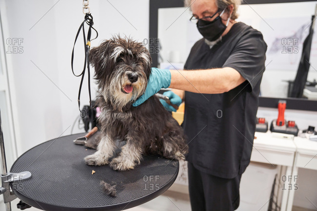 Side view of professional male groomer in mask combing fluffy Schnoodle dog on table in salon