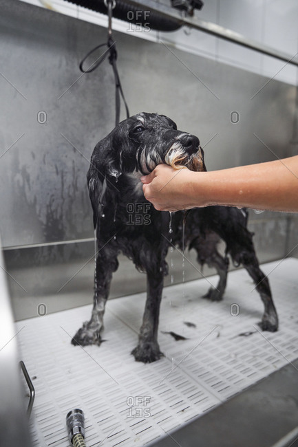 Unrecognizable crop groomer washing fluffy dog in shower after haircut in modern salon
