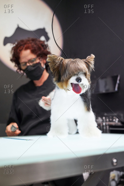 Female groomer in medical mask doing haircut for obedient Yorkshire Terrier in professional salon