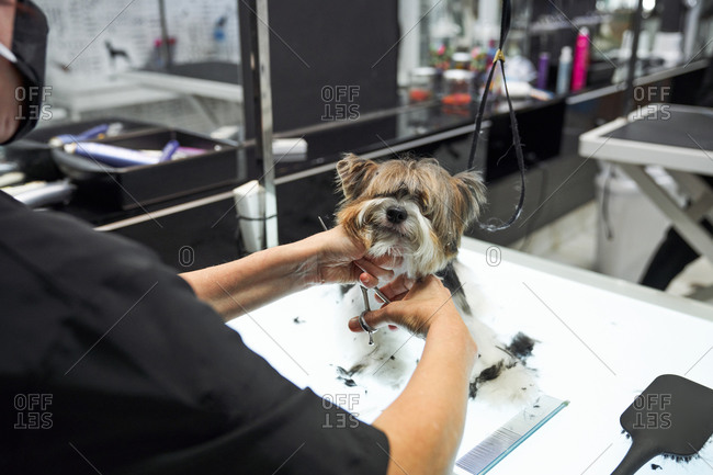 Unrecognizable female groomer doing haircut with scissors for cute Yorkshire Terrier in modern salon