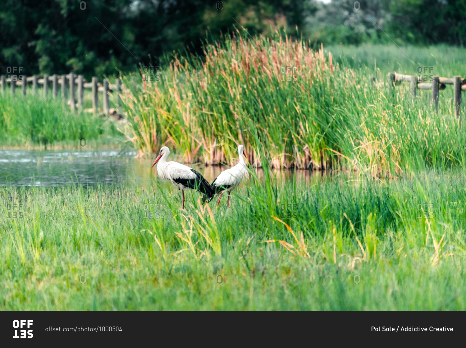 Storke Wetland