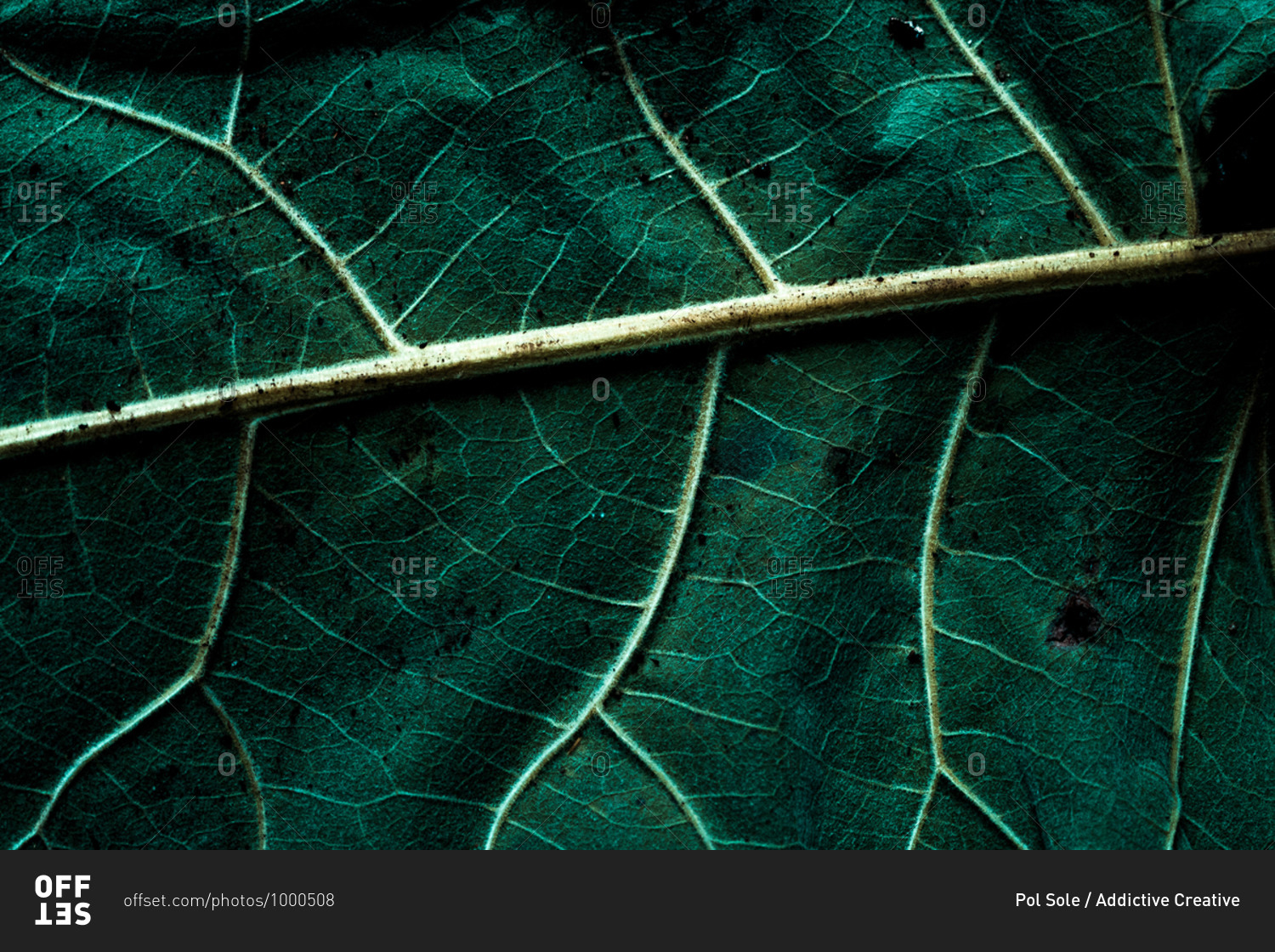 Macro background of tropical green leaf with dark texture in light curvy veins