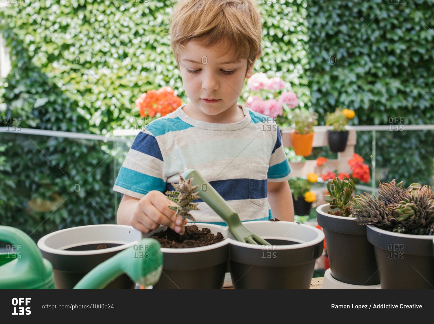 Adorable child in casual wear using plastic garden fork while loosening ground in pots with cacti standing behind blooming flowers and hedge in sunlight