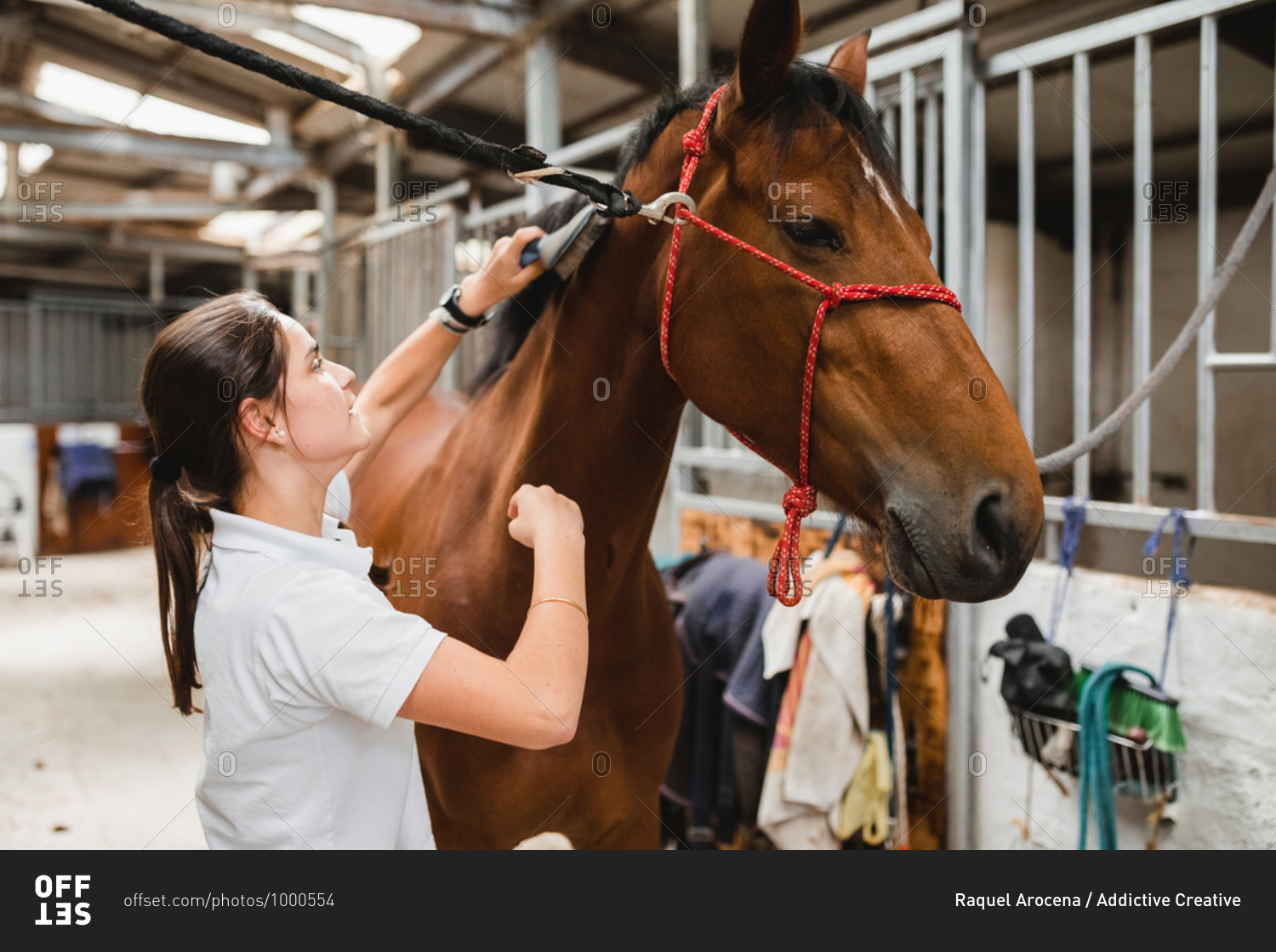Side view of female equestrian standing in stable and grooming chestnut horse with brush