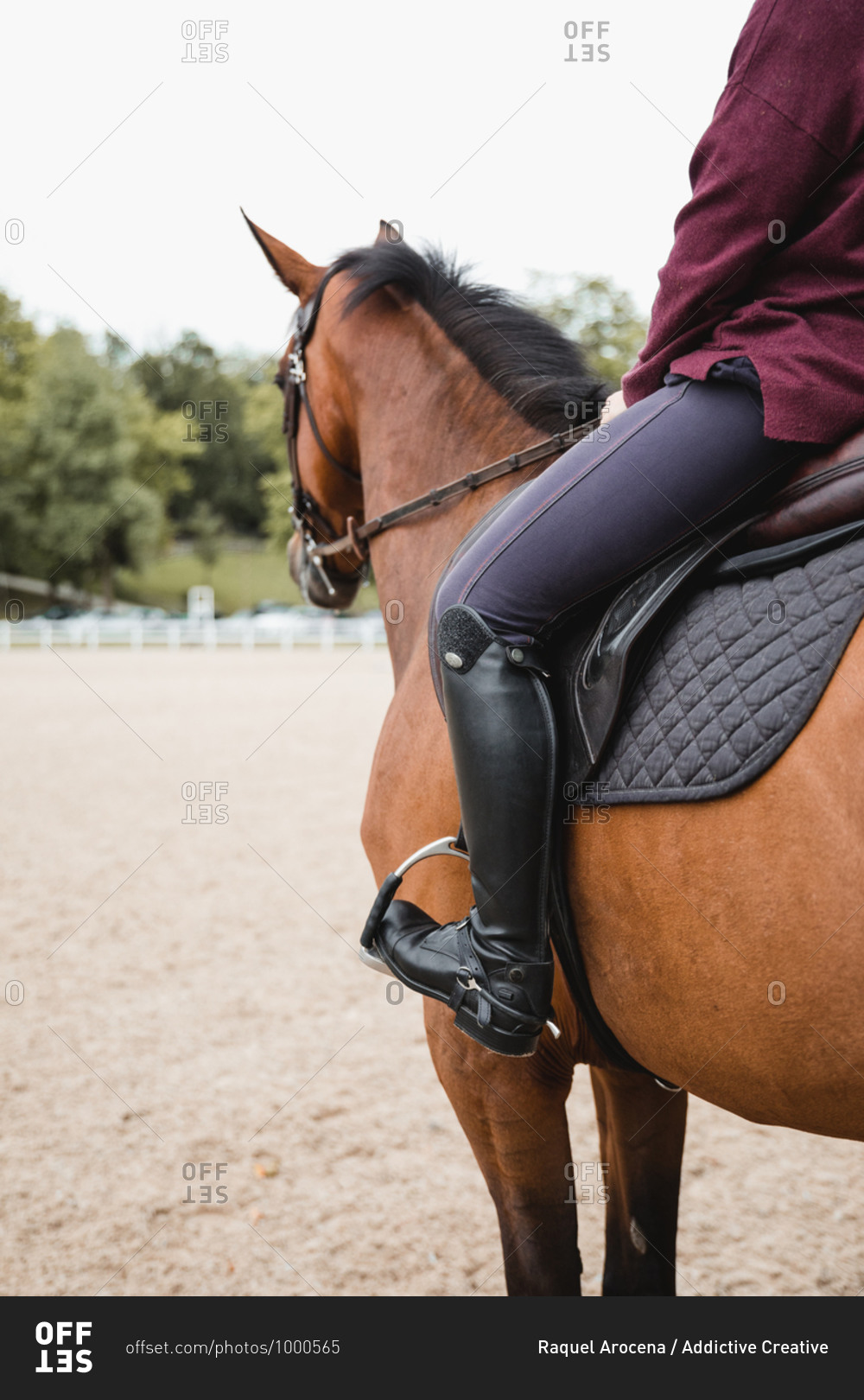 Side view of unrecognizable crop female equestrian riding\
chestnut horse during dressage in park stock photo - OFFSET