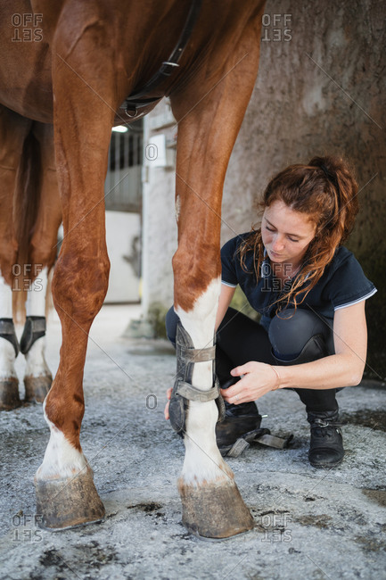 Serious female equestrian putting protective splint boots on chestnut horse while preparing for dressage