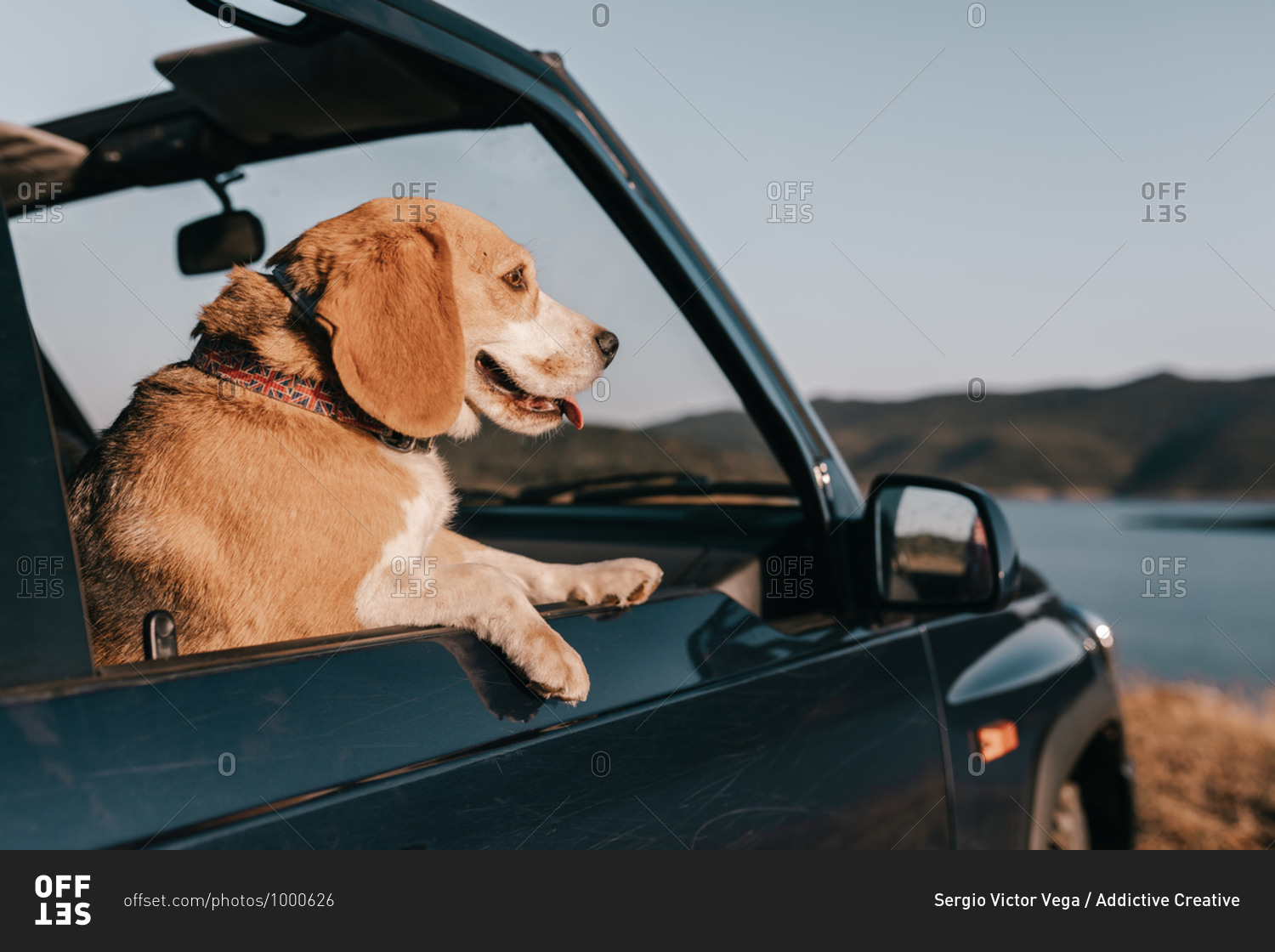 Cute brown purebred dog with tongue out contemplating lake near mountains while sitting inside automobile under serene sky in daylight during travel