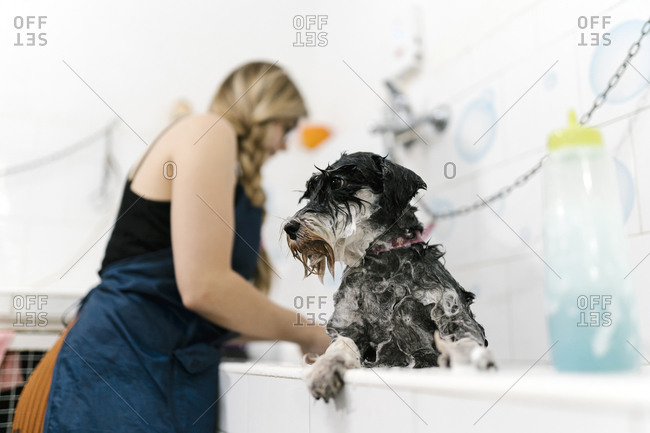 Close-up of wet schnauzer in sink with female groomer working at background