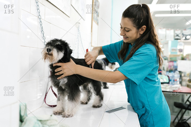 Young woman combing schnauzer's hair on table in pet salon