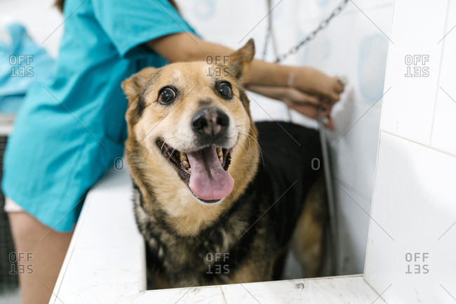Close-up of German Shepherd sticking out tongue while standing in sink at pet salon