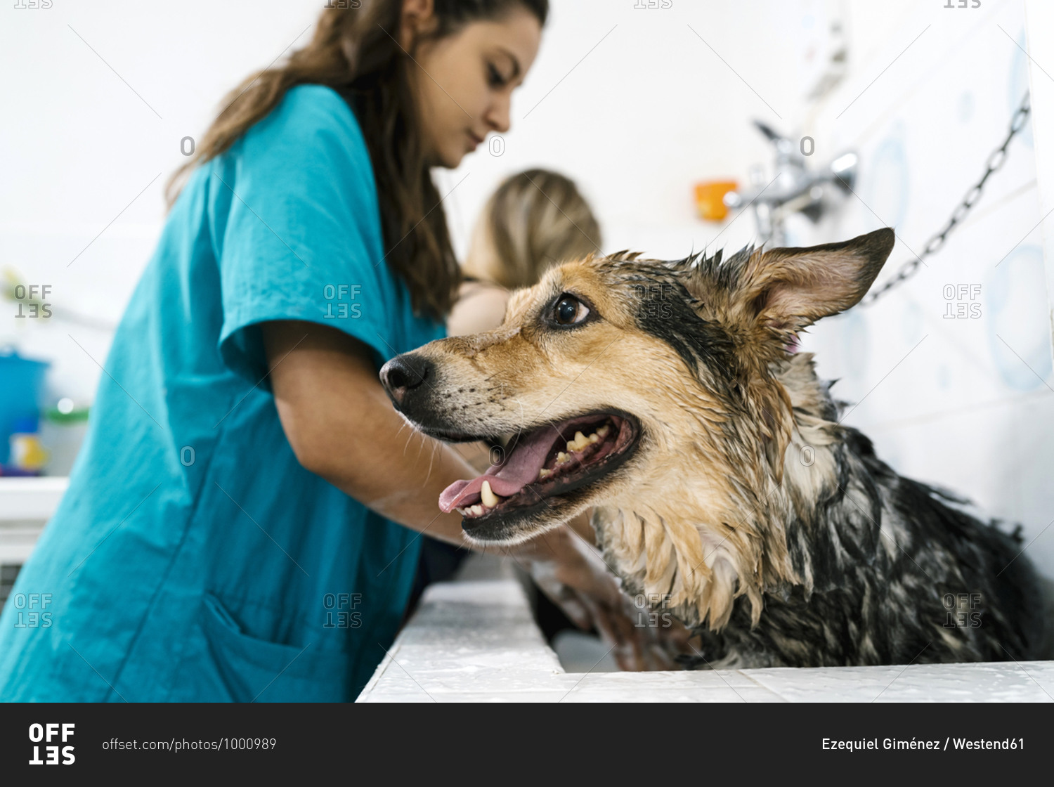 Female groomer bathing German shepherd in sink at pet shop