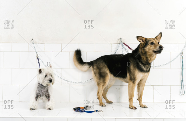 West highland white terrier and German shepherd standing on table against wall in pet salon