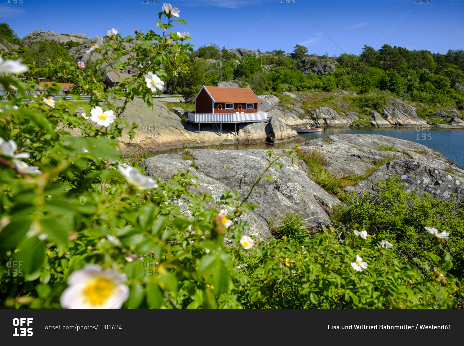 Flowering bush with small coastal house in background