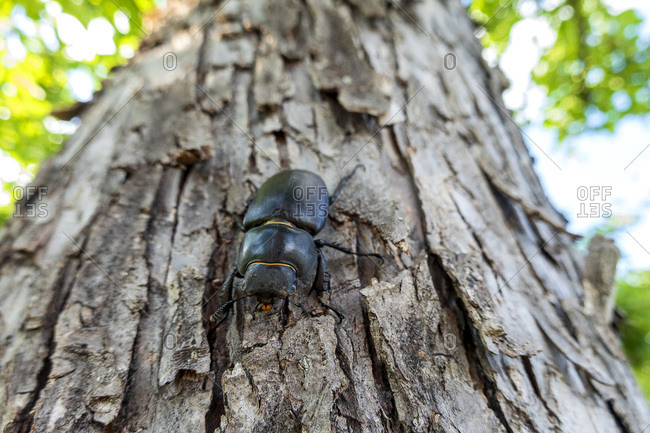 Close-up of stag beetle on tree