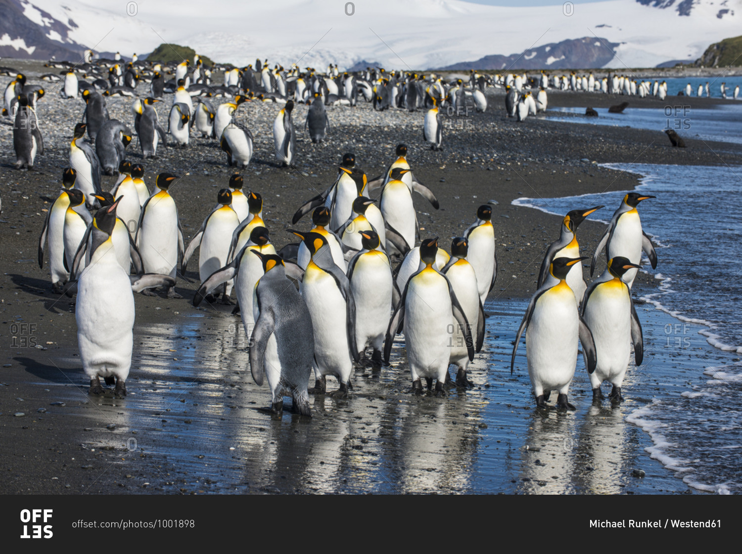 UK- South Georgia and South Sandwich Islands- King penguin (Aptenodytes patagonicus) colony on Salisbury Plain