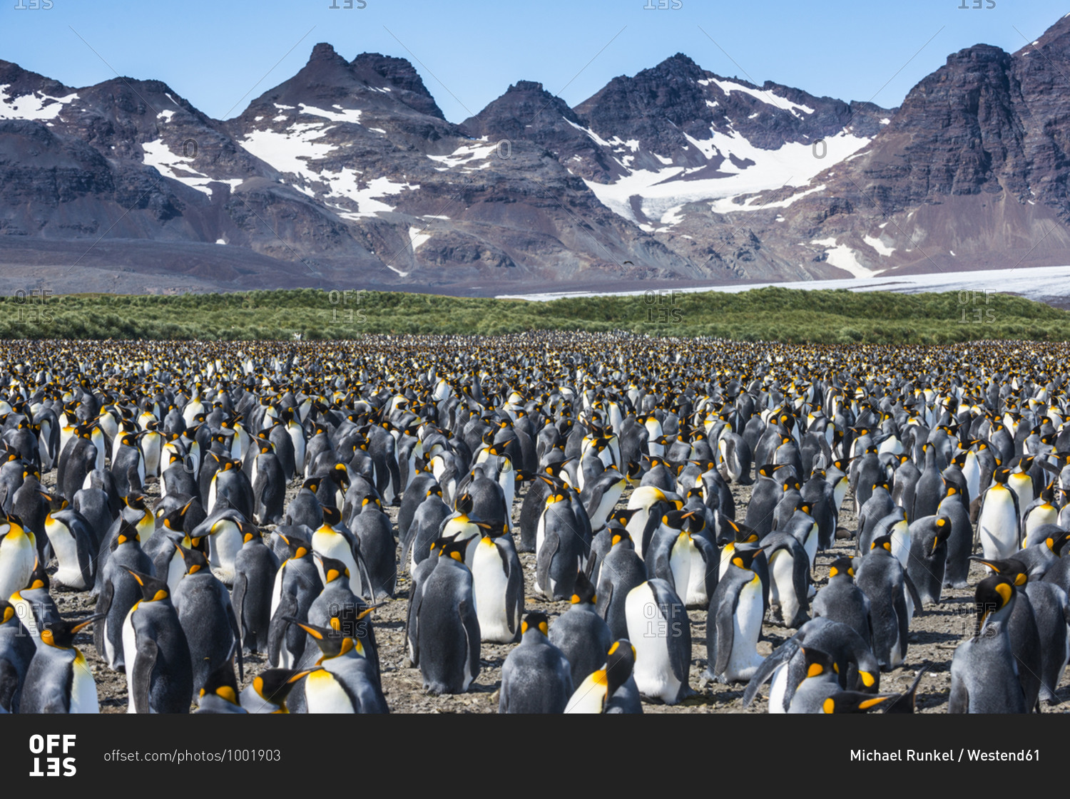 UK- South Georgia and South Sandwich Islands- King penguin (Aptenodytes patagonicus) colony on Salisbury Plain
