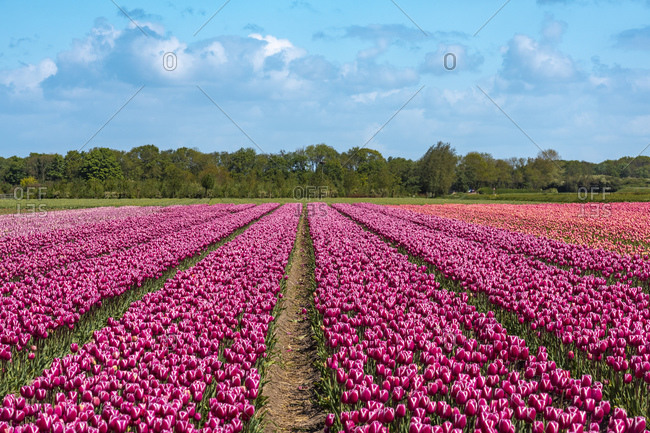 Vast pink tulip field in spring