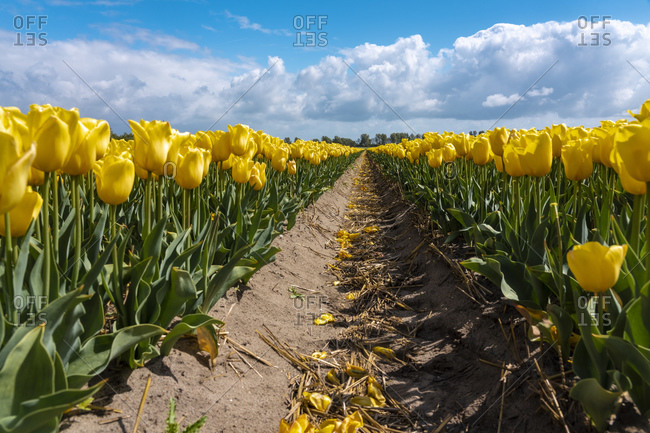 Footpath across vast yellow tulip field in spring