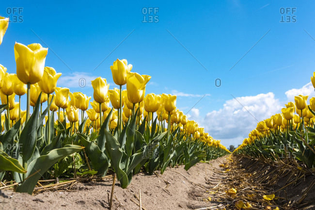 Yellow tulips blooming in springtime field