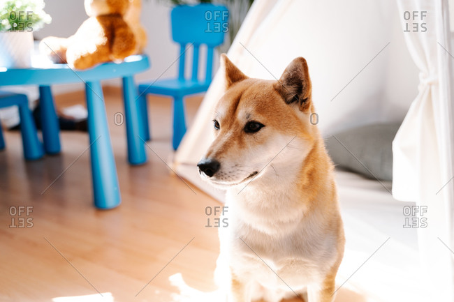 Adorable fluffy Shiba Inu dog sitting on floor near white tent in cozy nursery in modern apartment