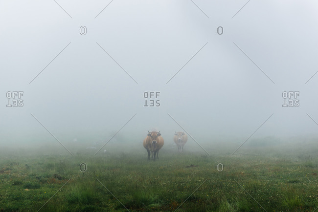 Herd of bulls grazing on green grass field in countryside during foggy cloudy day
